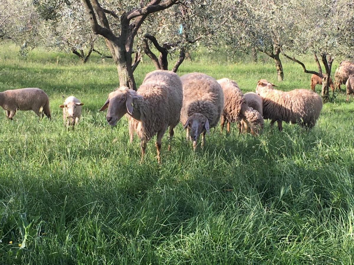 Agriturismo Casa Rosa Verona Ngoại thất bức ảnh